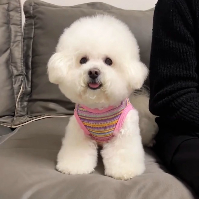Perros para mascotas Ropa de verano Cachorro pequeño Teddy Bi Bear Pomerania Cat Verano transpirable Chaleco fino hueco