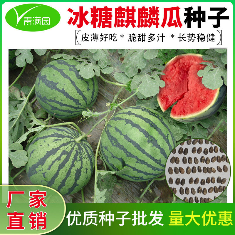 Wholesale Super Sweet Rock Sugar Unicorn Watermelon Seeds Crisp, Sweet and Juicy Thin-Skinned Early Maturing Watermelon Seeds Farmland Vegetable Garden Seeds