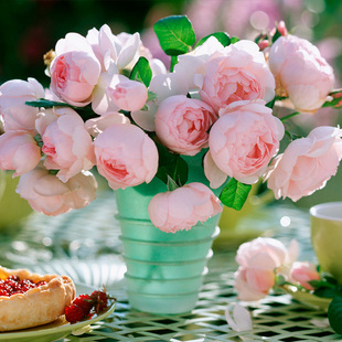 Sirius Rose Na Homer Multi-Season Strong Fragrance Climbing Arch Climbing Large Vine Rose Potted Seedlings