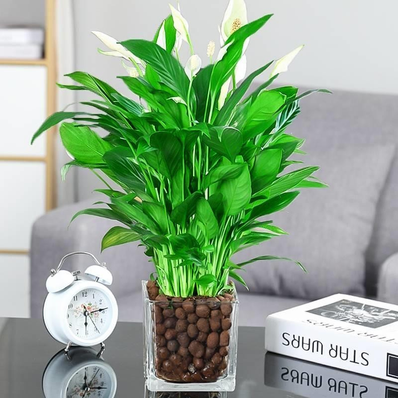 수경 흰색 야자 6-8 식물 꽃 사각형 실린더 + 세람사이트 + 영양 용액