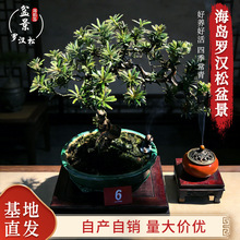 ӭ�����辰 �����҃���Nֲ�ͺ��ļ������_�h����������[��ֲ��