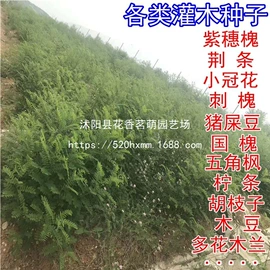 种子;种球;盆栽