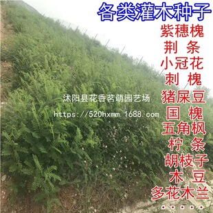 ���뻱�N���o�¹�ľ���ٹ�·�ӵ��o�¹������mľ���iʺ���Ϛg�N��