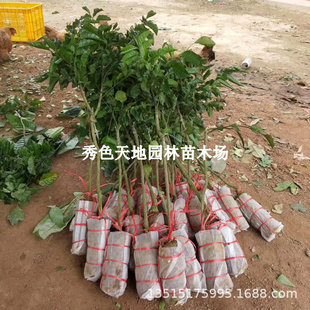 �o���SƤ����޽����Ϸ����ԷNֲ�����箔��Y�����u���SƤ������