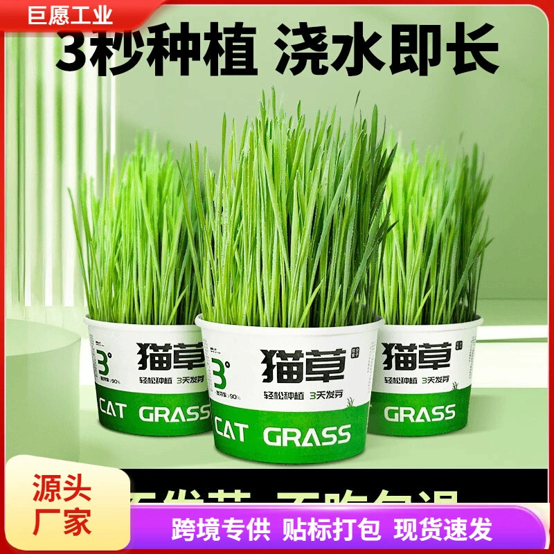 Ленивый лапша быстрого приготовления кошачья трава горшечная посадка гидропонная кошачья трава чашка кошачья трава семян