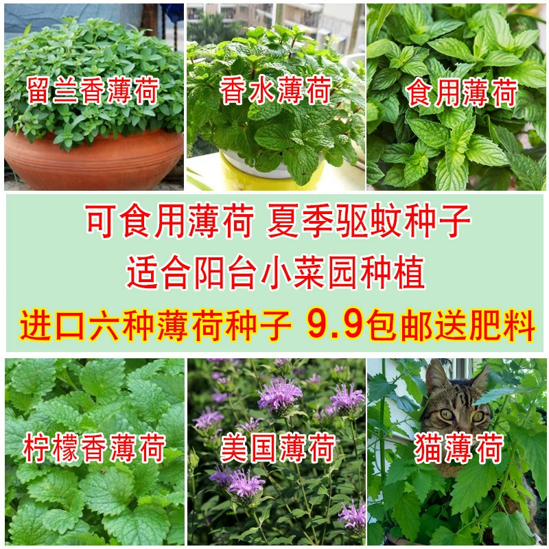 Мятные семена в горшках, семена кошачьей мяты, съедобная мята, мятная трава, съедобные зеленые растения, средство от комаров, для дома