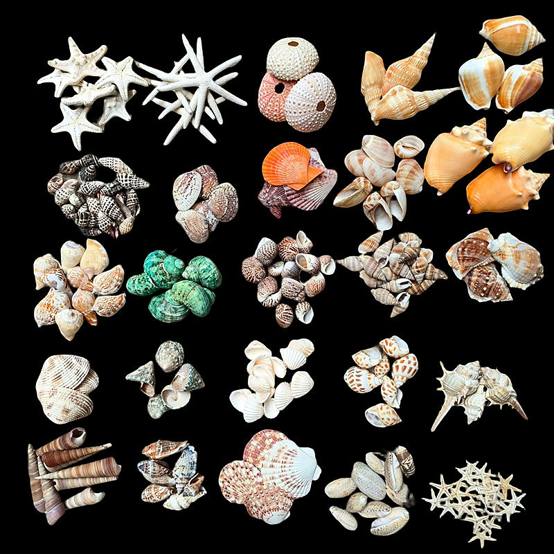 Shell fish tank landscaping more than 40 wholesale color shell white shell fish tank landscaping Mediterranean decorative conch Shell fish tank landscaping more than 40 wholesale color shell white shell fish tank landscaping Mediterranean decorative conch