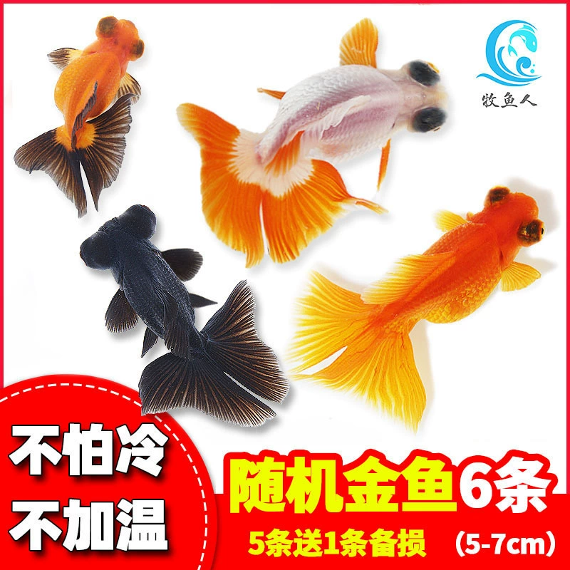 Pack of goldfish ornamental fish small freshwater easy care coldwater fry beginner baby goldfish ranchu koi