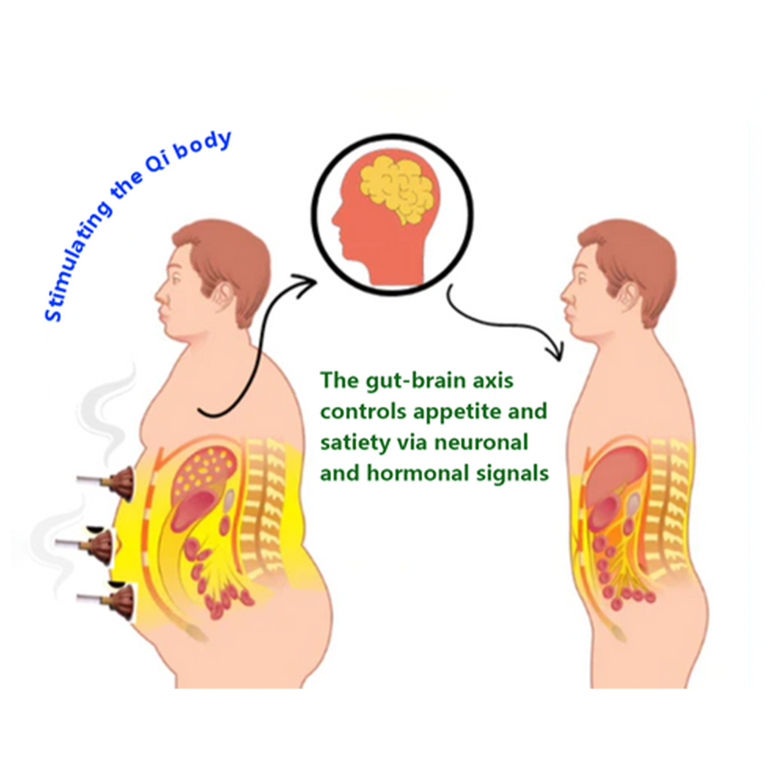 EELHOE body shaping combustion column expels impurities from beautifies body, tightens the abdomen,_voghion.com