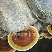 灵芝菌包赤芝种植包合作社自产自销需要提前预定鹿角灵芝