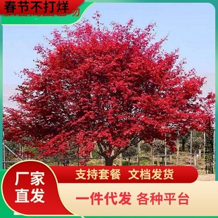 һ�����l�����ձ��t�����Ԙ���t�輧�辰�Ϙ������t��ͥԺ�e���G