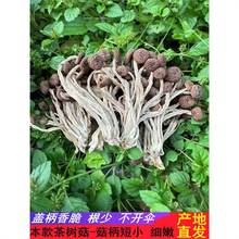 江西广昌特级新鲜干茶树菇不开伞干货一斤农家纯天然柄短香嫩500g