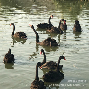 �^�p�����Z���wһֻ�����X�����Z������һ�������X��������Z����