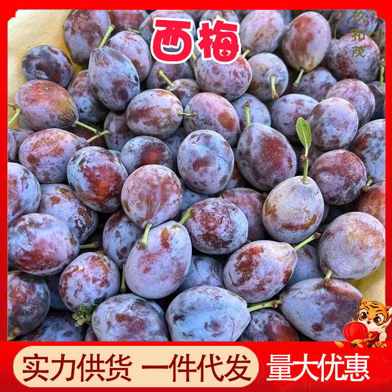 正宗甘肃蓝蜜西梅5斤整箱新鲜孕妇水果10批发包邮3现摘李子法兰西