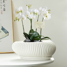 蝴蝶兰花盆大号家用长方形兰花绿植简约白色阳台客厅花盆王之