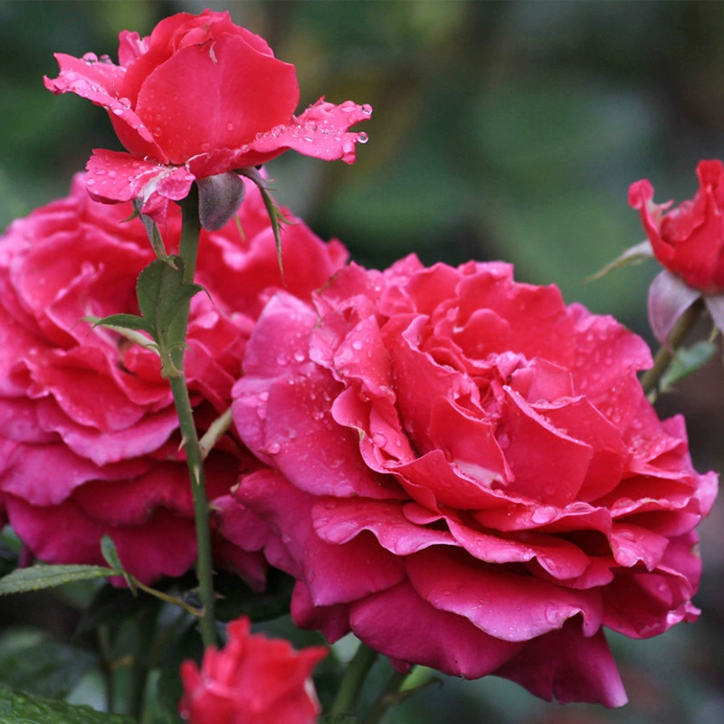 Алая Гоблин Роза Цветок Рассада Кустарник Роза Четыре сезона Цветущий Балкон Цветочное растение в горшке Подходит для миниатюрной пары роз Edition