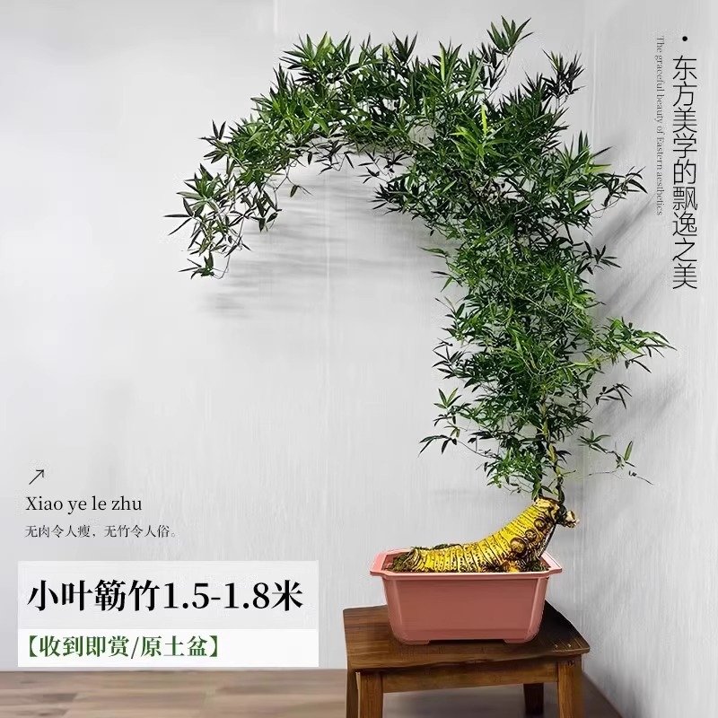 【带根老桩】A+级精品造型小叶簕竹1.5-1.8m【原盆栽好】