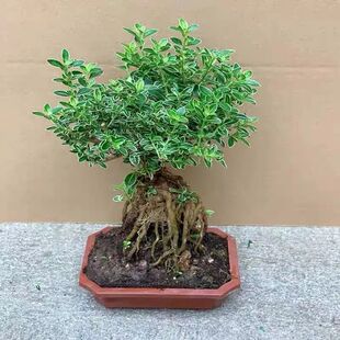 ��߅����ѩ����������^�_���҃ȿ͏d���B�Gֲ�辰ˇ�g��������