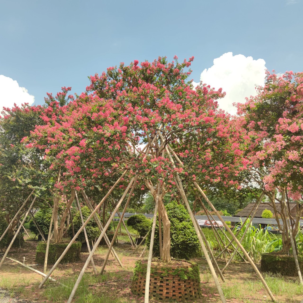 2306 питомник поставляет двор сафлор Lagerstroemia Lagerstroemia Lagerstroemia Villa садовый пейзаж старый Lagerstroemia