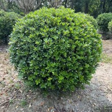 ��ͩ��ͩ����ڷ�80-150���֌��������l