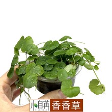 香香草巴西天胡萎金钱草白头天胡荽鱼缸造景水草后景草批发好养