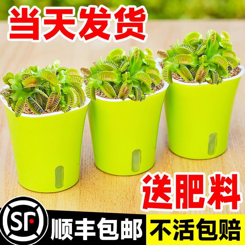 捕蝇草盆栽超大猪笼草茅膏菜食人花捕虫草食虫绿植物水培趣味驱蚊