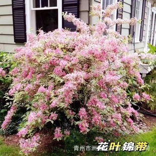 ���l���~�\��������  �e��ͥԺ���R�ͺ�ֲ��