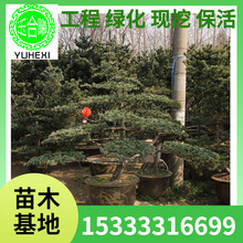 ����ɾG��������ľ �ѳɻ�޽�������� �����С�� ���󃞻�