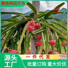 红心火龙果苗盆栽黄肉地栽庭院阳台南方北方种植果树苗当年结果