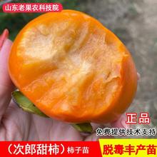 嫁接日本次郎甜柿子树苗特大脆甜柿子苗南北方种植当年结果果树苗