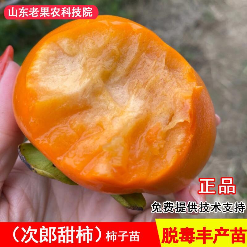 嫁接日本次郎甜柿子树苗特大脆甜柿子苗南北方种植当年结果果树苗