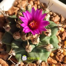 赤花娇丽实生 淘宝拼多多热销赤花娇丽实生货源拿货 阿里巴巴货源