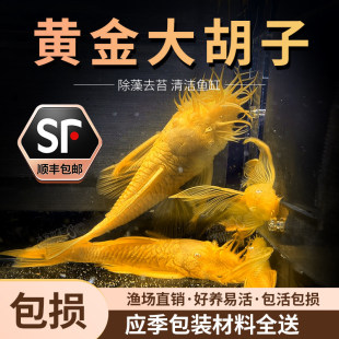 �S���{�ۺ���24K�S��󷫟Ꭷ�^�p�~������׹��߼t�{�ۺ��ӵ�ˮ