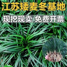 矮麦冬草玉龙草日本矮麦冬沿阶草庭院地被草坪绿化工程草坪用草