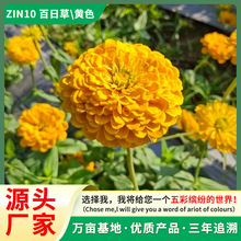 百日草种子四季易种百日菊花卉种子室内室外花海景观花种子批发