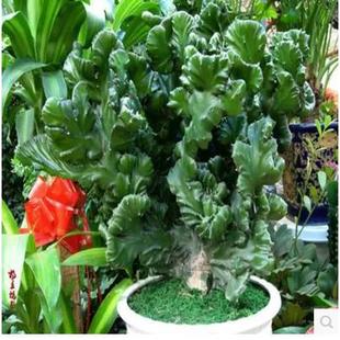Jade Unicorn Potted Golden Unicorn Imperial Green Plants Flowers Colorful Spring Breeze Succulent Plants Evergreen Plants Free Shipping