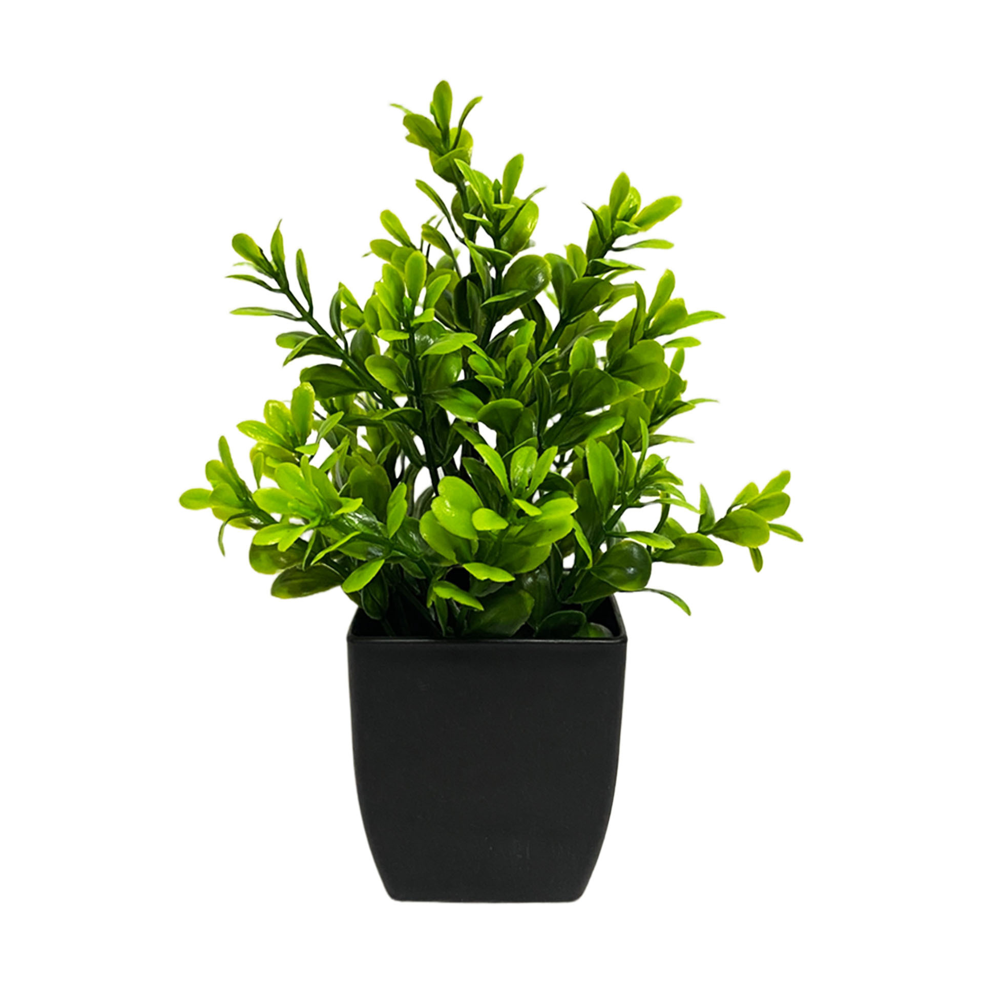 목련화분-검은화분 20cm