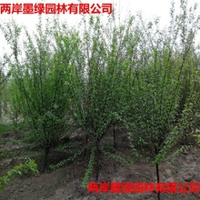 园林庭院绿化榆叶梅 泰安榆叶梅5公分以上 树型饱满  苗圃直销