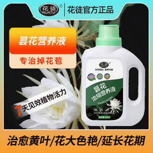 Epiphyllum Special Concentrated Nutrient Solution Household Green Leaf Plant Pot Flower Anti-yellow Leaf Universal genuine goods Fertilizer