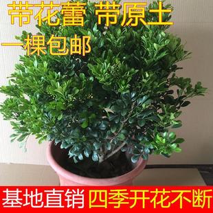 Milan Flower Potted Plant with Strong Fragrance, Balcony Blooming Green Plant, All-Season Aromatic Plant, Indoor Delivery, Old Stump Complete Flower Collection