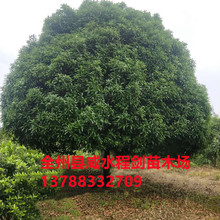 桂花树 直径20-22公分