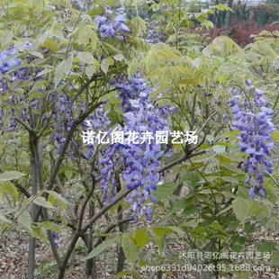 Wisteria Saplings, Courtyard Climbing Vines, Climbing Plants, Wall Balcony Potted Plants, Cold-Resistant, North and South Planting, Blooming in the Same Year