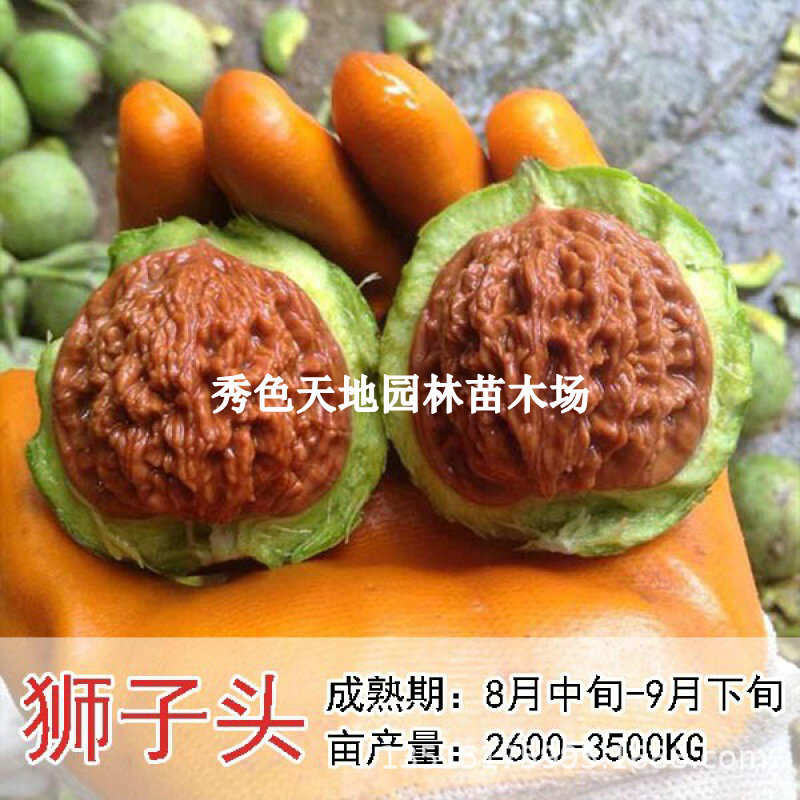 嫁接文玩核桃树苗磨盘门墩闷尖狮子头麻核桃苗盆栽地栽当年结果树