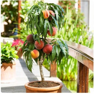 �޽�ˮ���Ҙ��������Ҙ�����ϱ����Nֲ�����箔��Y���ش������