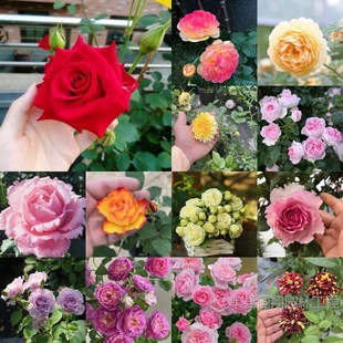 Rose Flower Seedlings, Medium and Large Flower Rose Shrubs, Rose Climbing Vines, Fragrant Roses, Four-Season Flowering Rose Seedlings, Original Soil