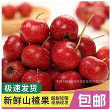 ���rɽ髹�5���b ɽ��r��ɽ��t�����l���r��ɽ髸�Ƭ���Ǻ��J��