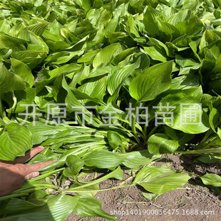 �|����������ͥԺ����ϻ����� �G�~�������� ���~��߅��������