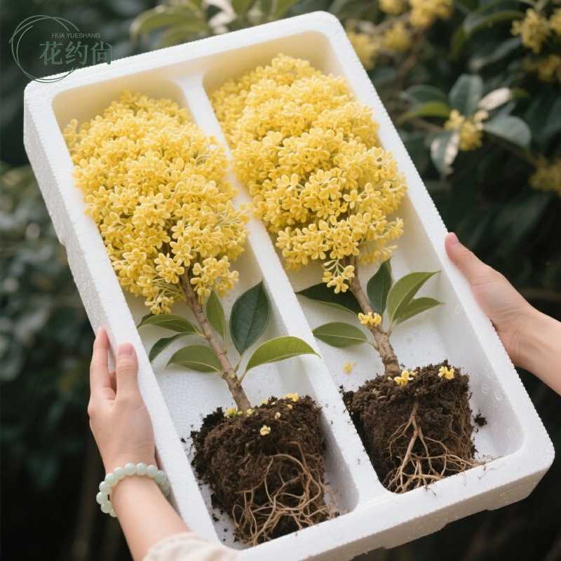 桂花树苗盆栽四季桂可食用开花不断室内阳台庭院浓香型花卉植物