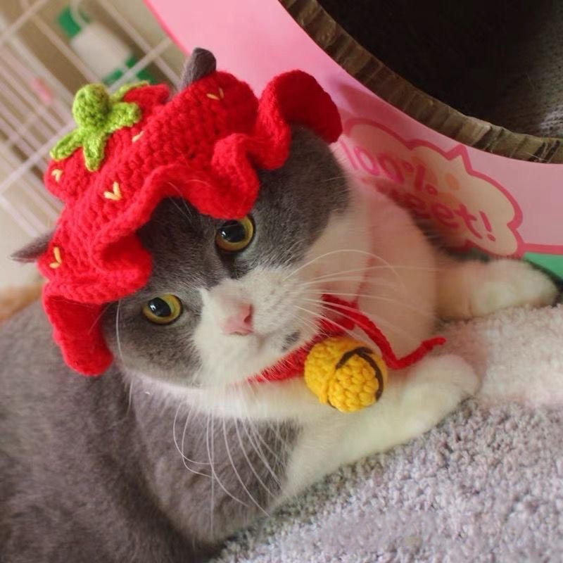 Cute Pet Hat 4