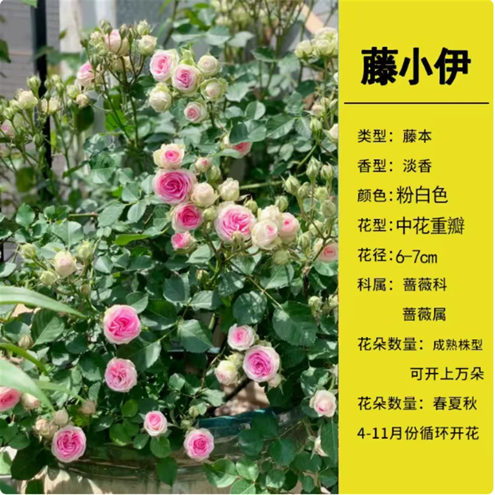 Роза Рассада Очень большой цветок Зеленое растение Крытый горшок Роза Сок Балкон Роза Восхождение Виноград Четыре сезона Цветение